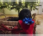 Puppy Puppy 1 Blue Golden Labrador