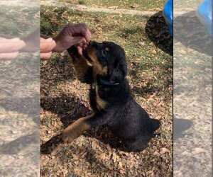 Rottweiler Puppy for sale in DEVORE HEIGHTS, CA, USA