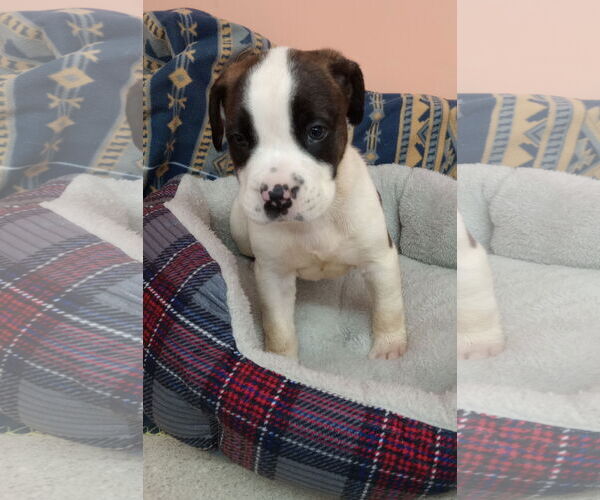 Medium Photo #2 Boxer-Unknown Mix Puppy For Sale in York, SC, USA