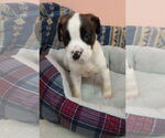 Small #1 Boxer Mix