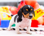Small #4 Dachshund