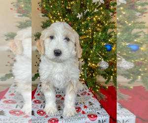 Bernedoodle Puppy for sale in WAXAHACHIE, TX, USA