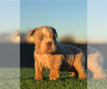 Small #25 English Bulldog