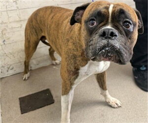 Boxer Dogs for adoption in San Bernardino, CA, USA