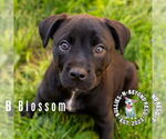 Small #2 Staffordshire Bull Terrier Mix