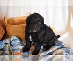 Small Photo #2 Sheepadoodle Puppy For Sale in DUNCAN, OK, USA