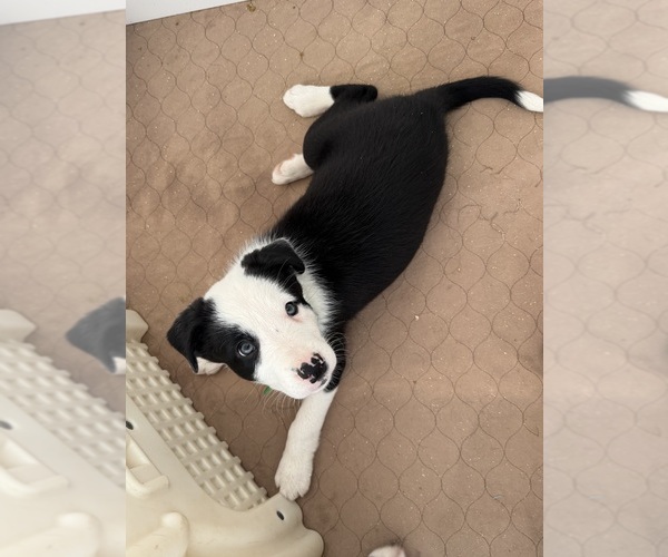 Medium Photo #4 Border Collie Puppy For Sale in HUNTERSVILLE, NC, USA