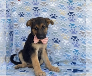 German Shepherd Dog Puppy for sale in LANCASTER, PA, USA