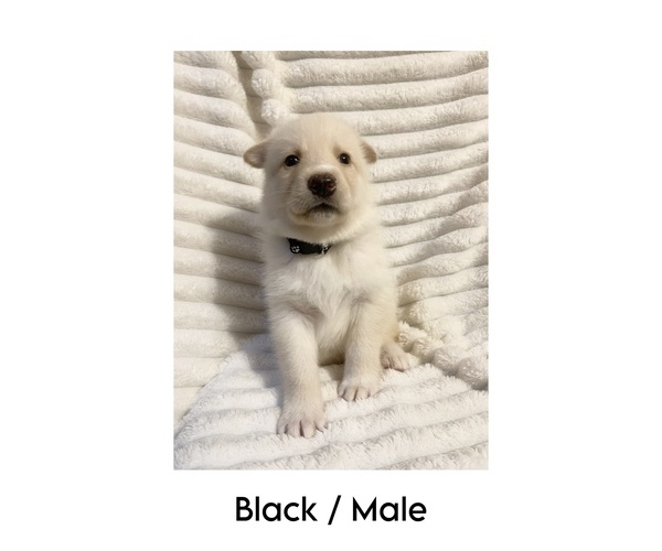 Medium Photo #8 German Shepherd Dog-Siberian Husky Mix Puppy For Sale in LANSING, MI, USA