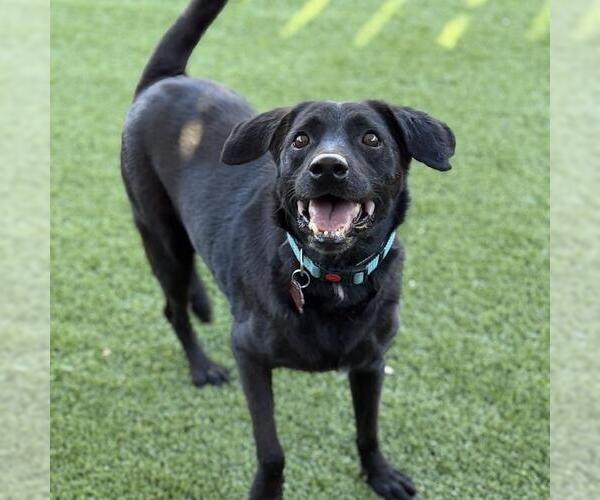 Medium Photo #8 Labrador Retriever-Unknown Mix Puppy For Sale in San Diego, CA, USA