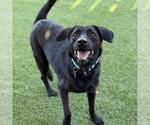 Small #7 Labrador Retriever Mix