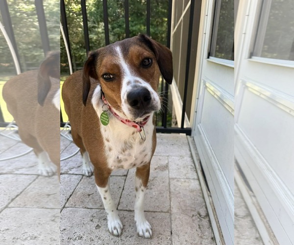 Medium Photo #5 Beagle-Unknown Mix Puppy For Sale in Arlington, VA, USA