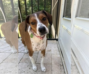 Poppy - Female Beagle-Unknown Mix Dog for Adoption - Photo #5