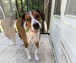 Small #4 Beagle Mix