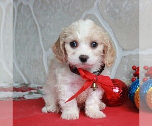 Cavachon Puppy for sale in GORDONVILLE, PA, USA