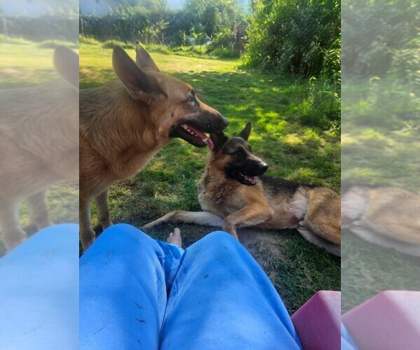 Medium Photo #20 German Shepherd Dog Puppy For Sale in MONROE, WA, USA