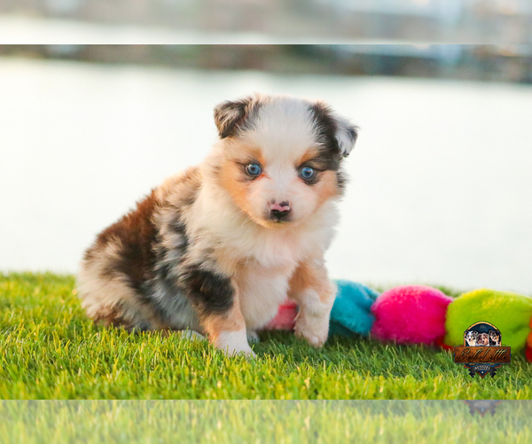 Medium Photo #16 Miniature Australian Shepherd Puppy For Sale in GRANBURY, TX, USA