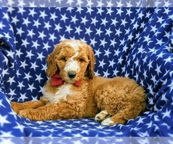 Medium Photo #3 Poodle (Standard) Puppy For Sale in NOTTINGHAM, PA, USA