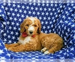 Small Photo #3 Poodle (Standard) Puppy For Sale in NOTTINGHAM, PA, USA