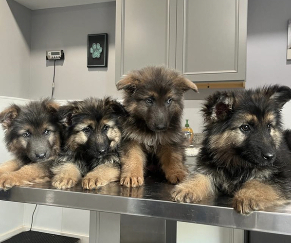 Medium Photo #1 German Shepherd Dog Puppy For Sale in COLUMBUS, IN, USA