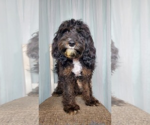 Cavapoo Puppy for sale in GOSHEN, IN, USA