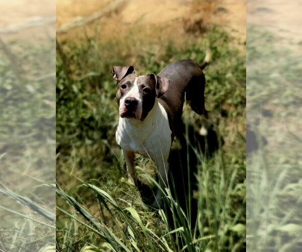 Medium Photo #2 American Staffordshire Terrier-Unknown Mix Puppy For Sale in Jackson, MS, USA