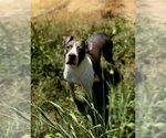 Small #1 American Staffordshire Terrier Mix