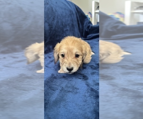 Medium Photo #23 Dachshund Puppy For Sale in MEMPHIS, TN, USA