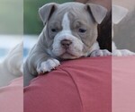Puppy Puppy 1 American Bully