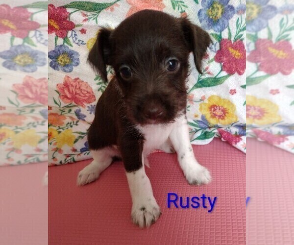 Medium Photo #1 Jack Russell Terrier-Schnauzer (Miniature) Mix Puppy For Sale in ENID, OK, USA