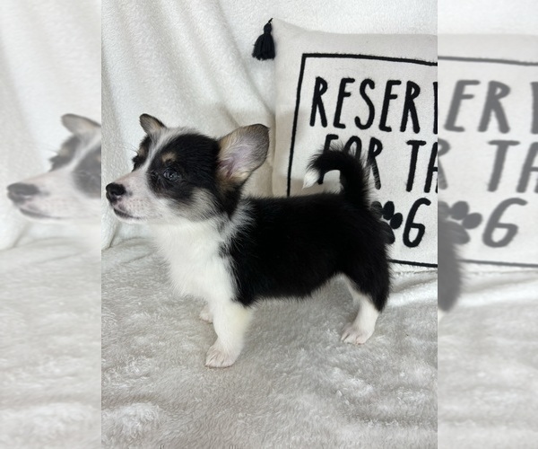 Medium Photo #3 Pembroke Welsh Corgi Puppy For Sale in GREENFIELD, IN, USA