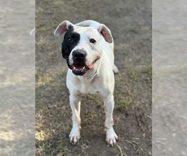 Medium Photo #1 Mutt Puppy For Sale in Riverside, CA, USA