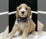 Small Photo #5 Australian Labradoodle Puppy For Sale in PORT ORCHARD, WA, USA