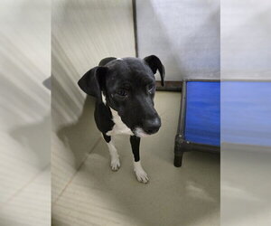 Mutt Dogs for adoption in Bakersfield, CA, USA