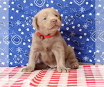 Small Photo #10 Labrador Retriever Puppy For Sale in MARSHFIELD, MO, USA