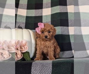 Poodle (Toy) Puppy for sale in PARADISE, PA, USA