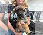 Small Mutt