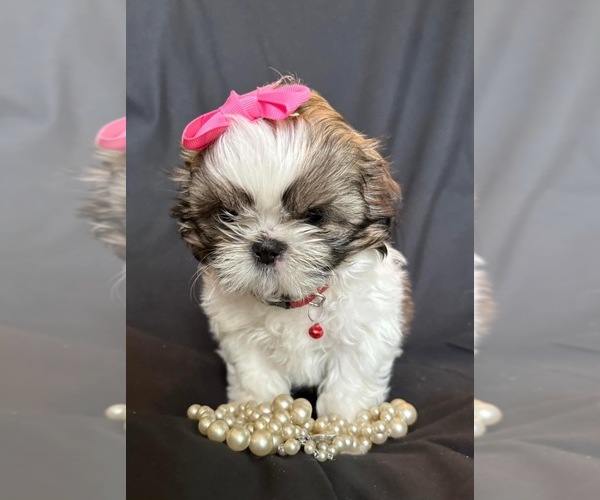 Medium Photo #6 Shih Tzu Puppy For Sale in OCALA, FL, USA