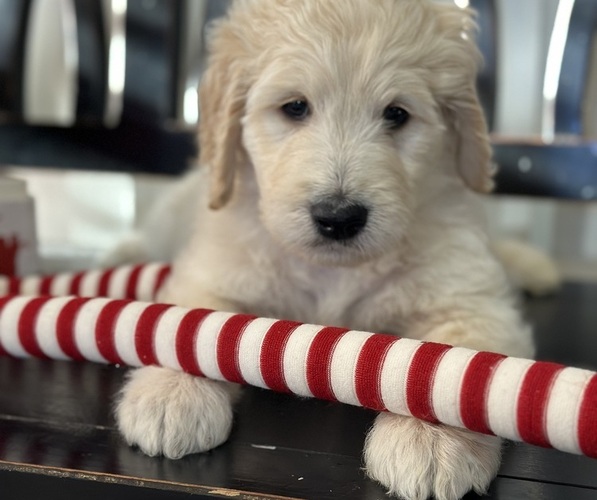 Medium Photo #10 Goldendoodle Puppy For Sale in DAWSONVILLE, GA, USA