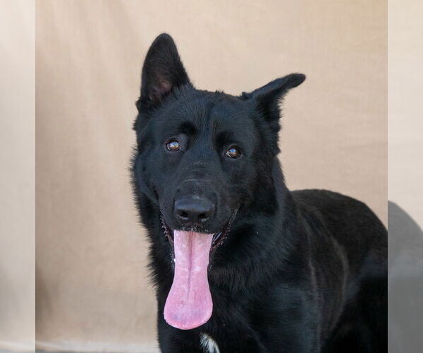 Medium Photo #1 German Shepherd Dog Puppy For Sale in Pasadena, CA, USA