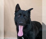 Small German Shepherd Dog