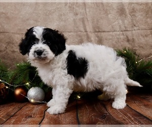 Cavapoo (Toy) Puppy for sale in WEST SALEM, OH, USA