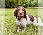 Puppy Orange Brittany