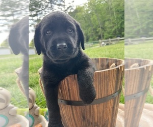Labrador Retriever Puppy for Sale in NEOLA, West Virginia USA