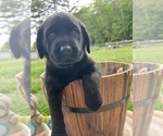 Image preview for Ad Listing. Nickname: Ready to Go
