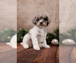 Small #9 Cavapoo (Toy)