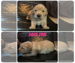 Small #2 Golden Retriever