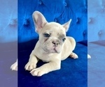 Small Photo #12 French Bulldog Puppy For Sale in BIRMINGHAM, MI, USA