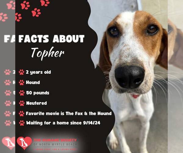 Medium Photo #11 Mutt Puppy For Sale in North Myrtle Beach, SC, USA