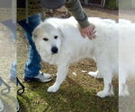 Small #9 Great Pyrenees